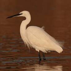 Aigrette garzette