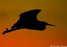 Aigrette garzette