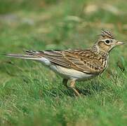 Eurasian Skylark