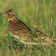 Eurasian Skylark