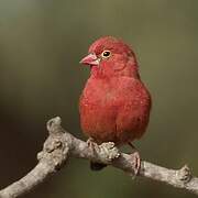 Red-billed Firefinch