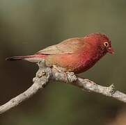 Red-billed Firefinch