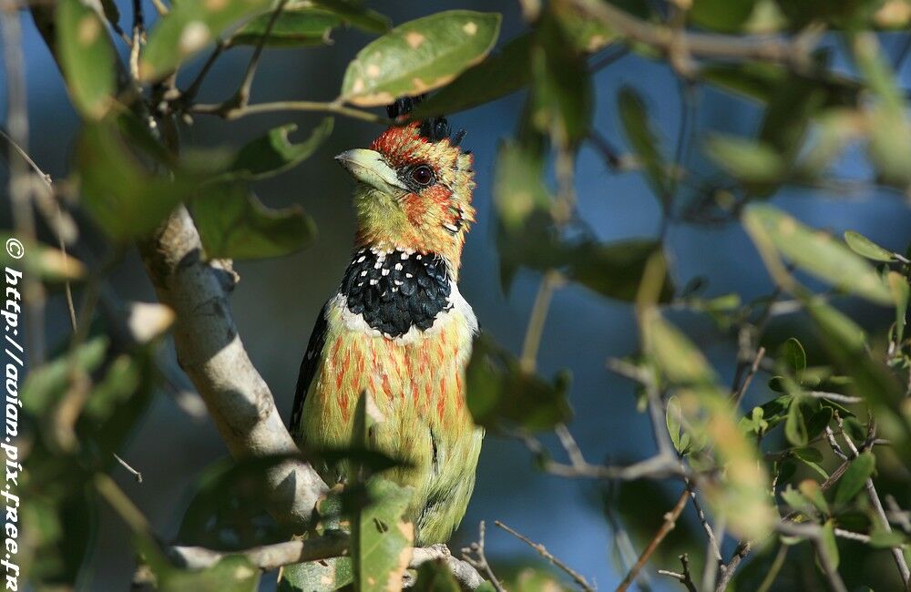 Crested Barbetadult post breeding, identification