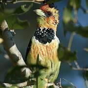 Crested Barbet