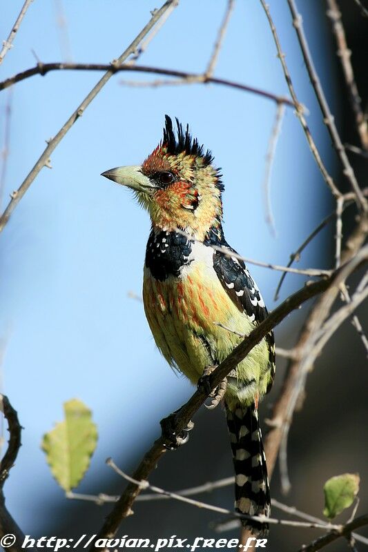 Crested Barbetadult post breeding, identification