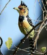 Crested Barbet