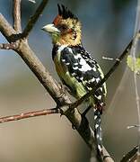 Crested Barbet