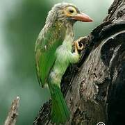 Brown-headed Barbet