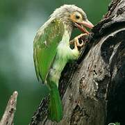 Brown-headed Barbet