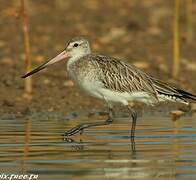 Bar-tailed Godwit