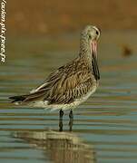 Bar-tailed Godwit