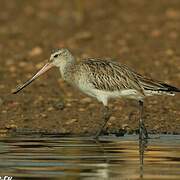 Bar-tailed Godwit