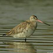 Bar-tailed Godwit