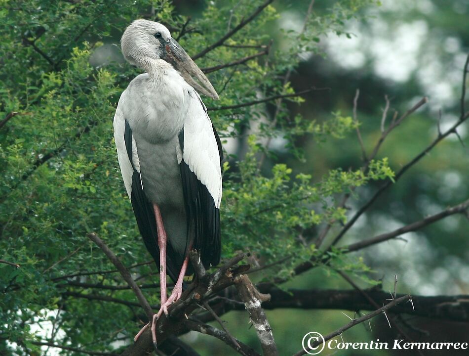 Asian Openbilladult breeding