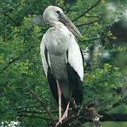 Asian Openbill