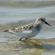 Little Stint