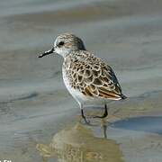 Little Stint