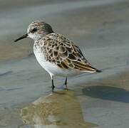 Little Stint