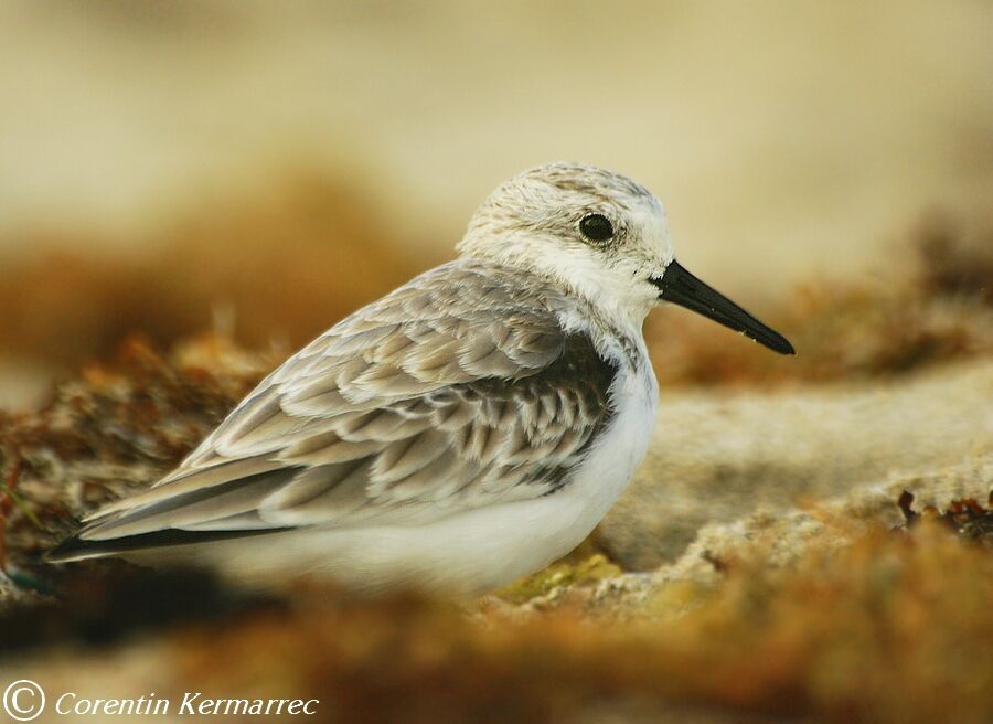 Sanderlingadult post breeding