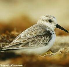 Bécasseau sanderling