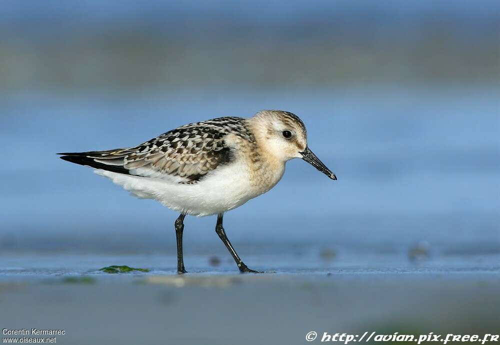 Sanderlingjuvenile, identification