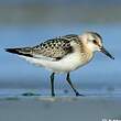 Bécasseau sanderling