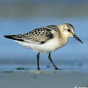 Bécasseau sanderling