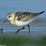 Bécasseau sanderling