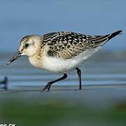 Sanderling