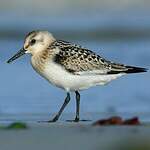 Bécasseau sanderling