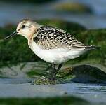 Bécasseau sanderling