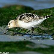 Bécasseau sanderling