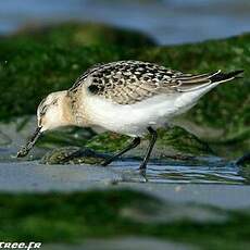 Bécasseau sanderling