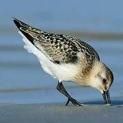 Sanderling