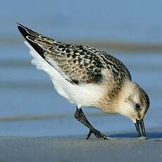 Bécasseau sanderling