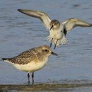 Dunlin