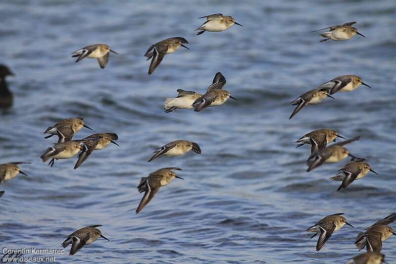 Dunlinadult post breeding, Flight