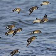 Dunlin