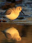 Dunlin