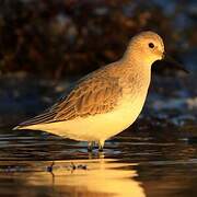 Dunlin