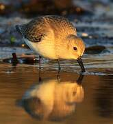 Dunlin