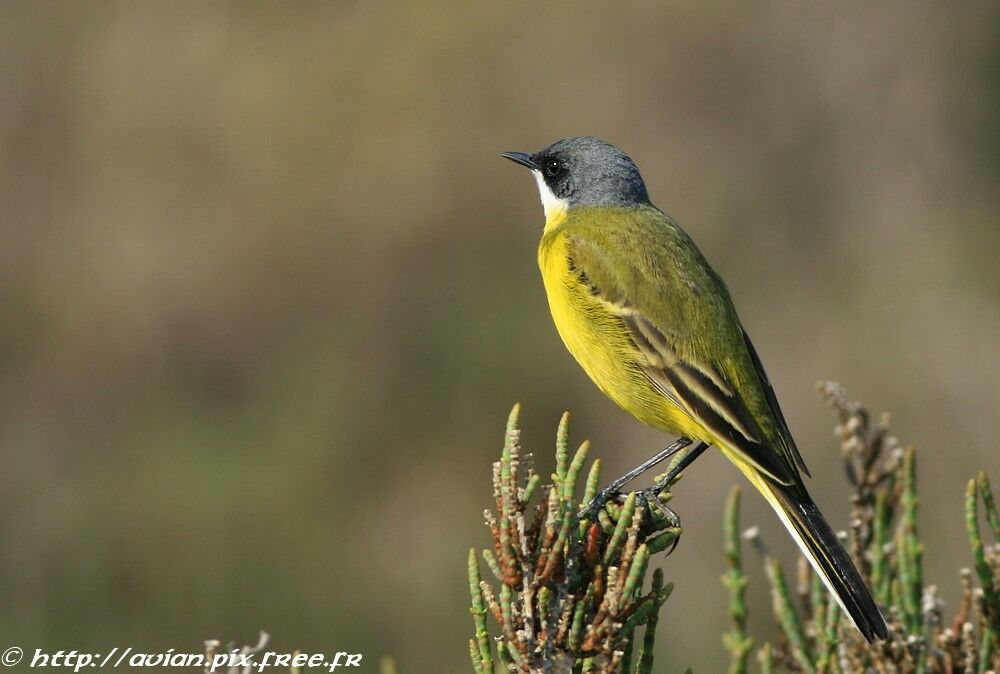 Western Yellow Wagtail (cinereocapilla)adult breeding