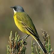 Western Yellow Wagtail (cinereocapilla)