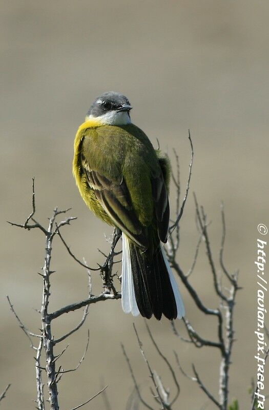 Western Yellow Wagtail (cinereocapilla)adult breeding