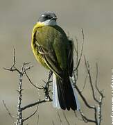 Western Yellow Wagtail (cinereocapilla)