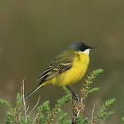 Western Yellow Wagtail (cinereocapilla)