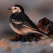 White Wagtail (yarrellii)