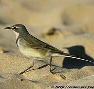 Cape Wagtail