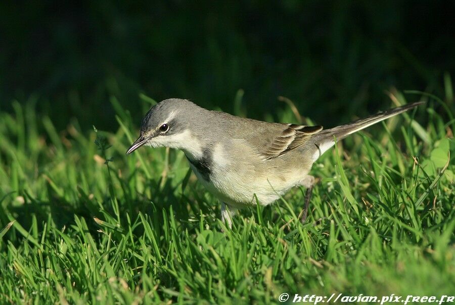 Cape Wagtailadult post breeding