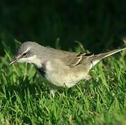 Cape Wagtail